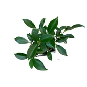 Bonsai - Ficus thumbnail 2