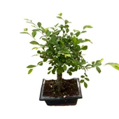 Bonsai - Zelkova thumbnail 1