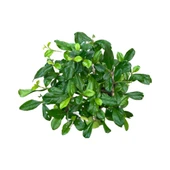 Bonsai - Carmona thumbnail 2