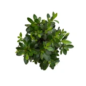 Bonsai - Azalea thumbnail 2