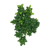 Ficus Microcarpa 'Ginseng Bonsai' thumbnail 2