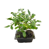 Bonsai - Carmona thumbnail 1