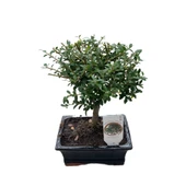 Bonsai - Ilex thumbnail 1
