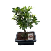 Bonsai - Azalea thumbnail 1