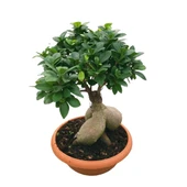 Ficus Microcarpa 'Ginseng Bonsai' thumbnail 1