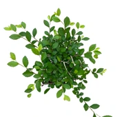 Bonsai - Zelkova thumbnail 2