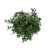 Bonsai - Ilex thumbnail 2