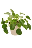 Çin Para Çiçeği Ağacı 10-20 Cm Pilea Peperomioides thumbnail 2