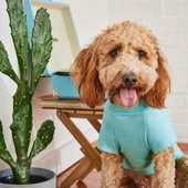 GF Pet Graphic Tee Köpek Tshirt Aqua Large thumbnail 5