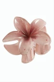 Lotus Toka 8 cm thumbnail 4