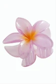 Lotus Toka 8 cm thumbnail 3
