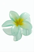 Lotus Toka 8 cm thumbnail 11