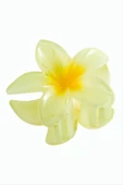 Lotus Toka 8 cm thumbnail 10