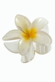 Lotus Toka 8 cm thumbnail 7