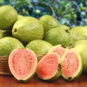 Bodur Pembe Guava Fidanı, Torbada thumbnail 1
