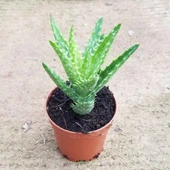 Minyatür Aloevera, 5.5 Cm Saksıda thumbnail 1