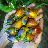 Brands Atomic Grape Domates Tohumu(15 tohum) thumbnail 2