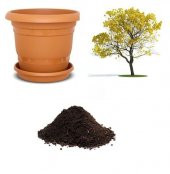 Tabebuia Ağacı Tohumu Ekim Seti thumbnail 1