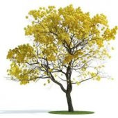 Tabebuia Ağacı Tohumu Ekim Seti thumbnail 2