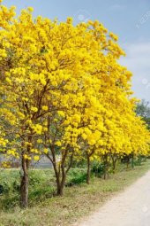 Tabebuia Ağacı Tohumu Ekim Seti thumbnail 3