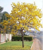 Tabebuia Ağacı Tohumu Ekim Seti thumbnail 4