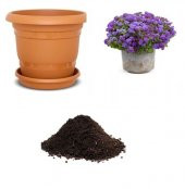 İthal Mavi Ageratum Çiçeği Tohumu Ekim Seti thumbnail 1