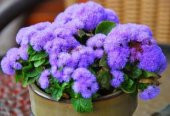 İthal Mavi Ageratum Çiçeği Tohumu Ekim Seti thumbnail 4
