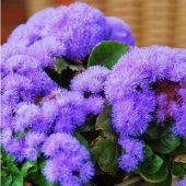 İthal Mavi Ageratum Çiçeği Tohumu Ekim Seti thumbnail 5
