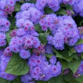 İthal Mavi Ageratum Çiçeği Tohumu Ekim Seti thumbnail 6