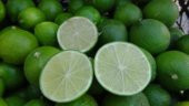 Nadir İthal Misket Limon Ekim Seti thumbnail 3