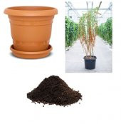 İthal Goji Berry Tohumu Ekim Seti thumbnail 1