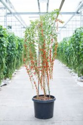 İthal Goji Berry Tohumu Ekim Seti thumbnail 2