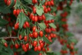 İthal Goji Berry Tohumu Ekim Seti thumbnail 3