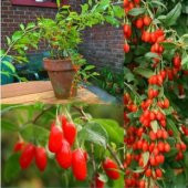 İthal Goji Berry Tohumu Ekim Seti thumbnail 4