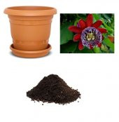 İthal Pasiflora Quadrangularis Tohumu Ekim Seti thumbnail 1