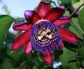 İthal Pasiflora Quadrangularis Tohumu Ekim Seti thumbnail 2