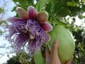 İthal Pasiflora Quadrangularis Tohumu Ekim Seti thumbnail 3