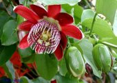 İthal Pasiflora Quadrangularis Tohumu Ekim Seti thumbnail 5