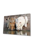Aslan Cam Tablo 4mm Dayanıklı Temperli Cam thumbnail 1