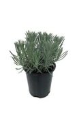 Lavandula X Intermedia Lavanta Fidanı thumbnail 1