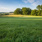 GrassMixture Çim Tohumu 10Kg thumbnail 2