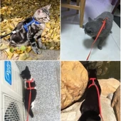 Kedi Tasması thumbnail 3