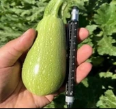 KABAK DOLMALIK ( ÇOKLU TOHUM ) - 10 Gram thumbnail 2