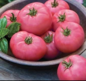 DOMATES PEMBE ( ÇOKLU TOHUM ) - 100 Adet thumbnail 2