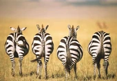 Ravensburger  Zebra Puzzle 300 Parça thumbnail 2