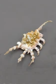 Scorpion Conch Akrep Deniz Kabuğu 10SC thumbnail 1