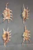 Scorpion Conch Akrep Deniz Kabuğu 10SC thumbnail 3