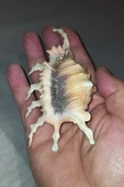 Scorpion Conch Akrep Deniz Kabuğu 10SC thumbnail 4