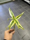 Canlı Bitki L064 dracaena sanderiana thumbnail 2