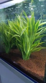 Canlı Bitki L064 dracaena sanderiana thumbnail 1